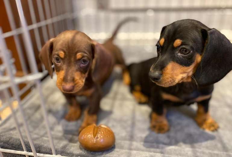 Te koop zwart en getint teckel Honden, Teckel Langhaar