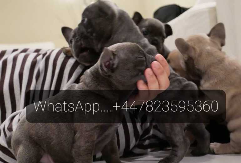Franse bulldog pups