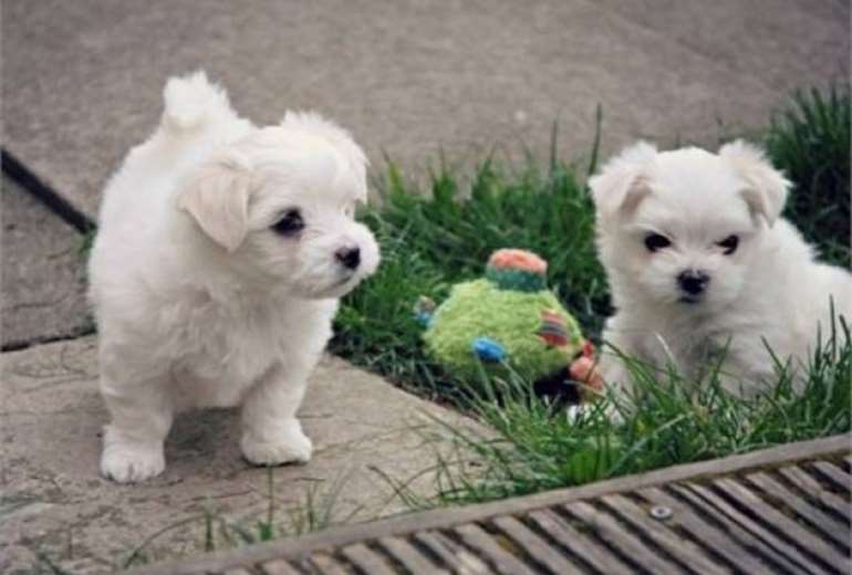Maltese pups klaar voor verkoop