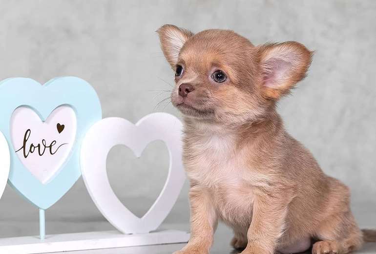 Chihuahua-pups te koop