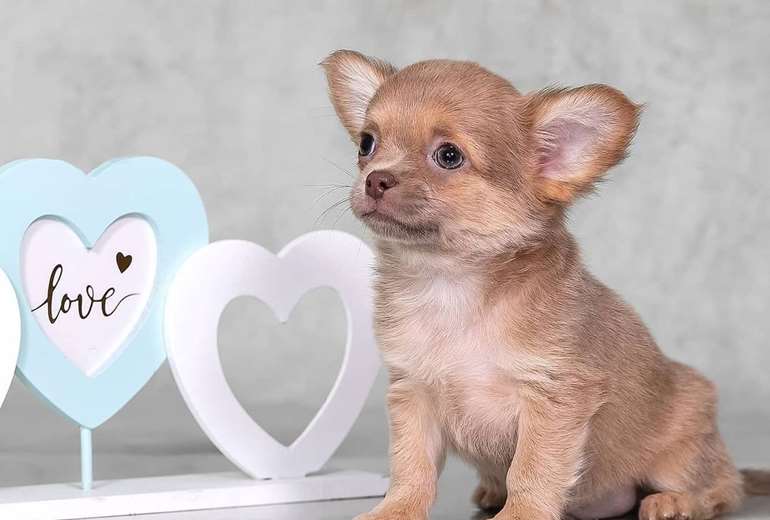 Te koop Chihuahua-pups te koop, Chihuahua 