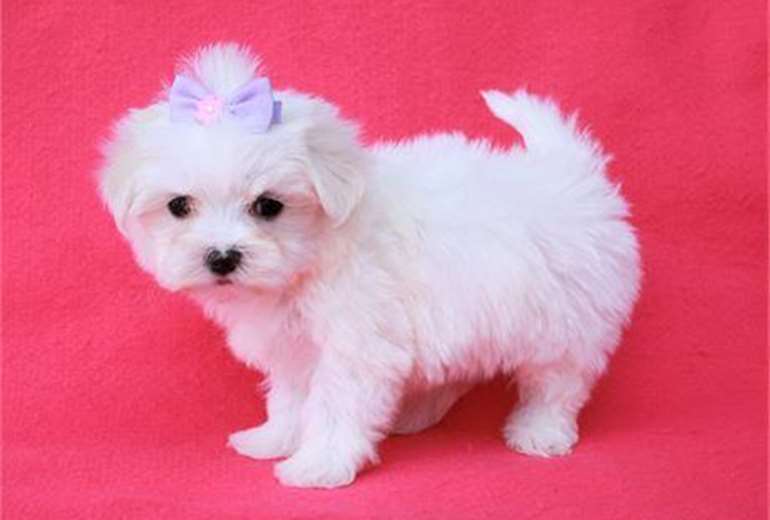 Schattige uitstekende Maltese puppy's