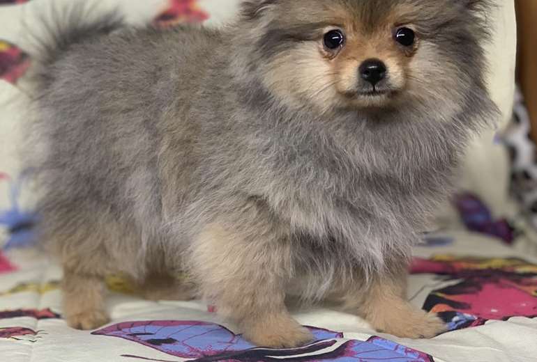 Pomeriaan/ Bearface / Pomeranian puppy