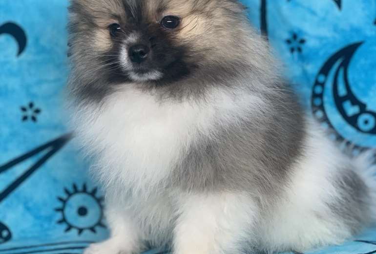 Te koop Pommeren puppy reutje | Pomeranian| Pomeriaan ras bearf, Pomeriaan