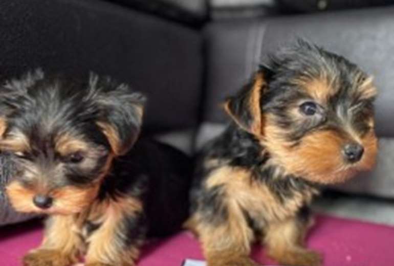 Te koop Gezonde Yorkies, Yorkshire Terriër 