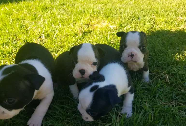 Mooie Boston Terrier pups