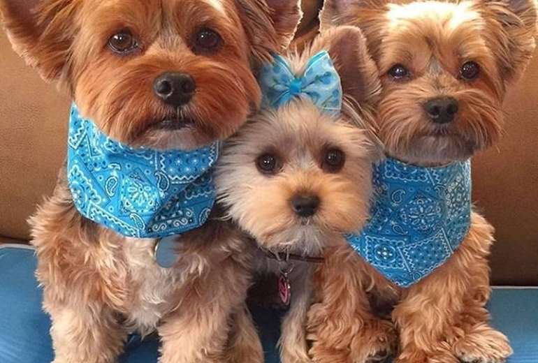 Yorkshire Terrier pups