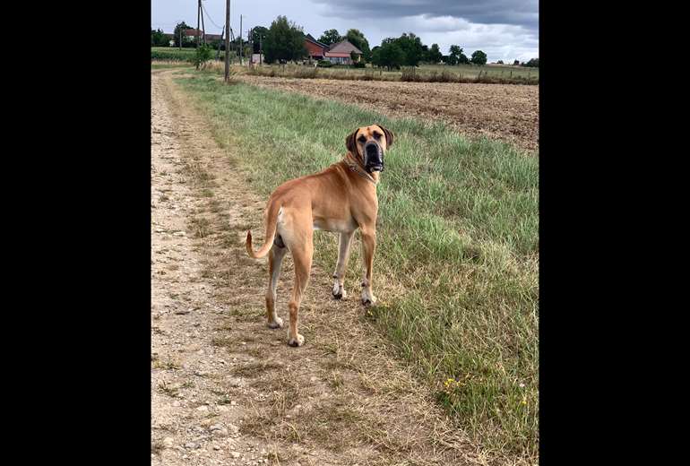 Gezocht goede baas gezocht voor Duitse Dog