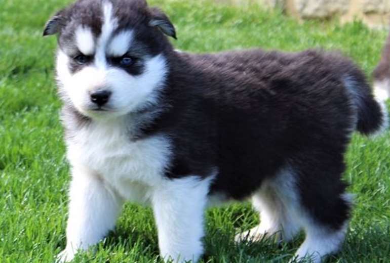 Mooie Siberische Husky pups.