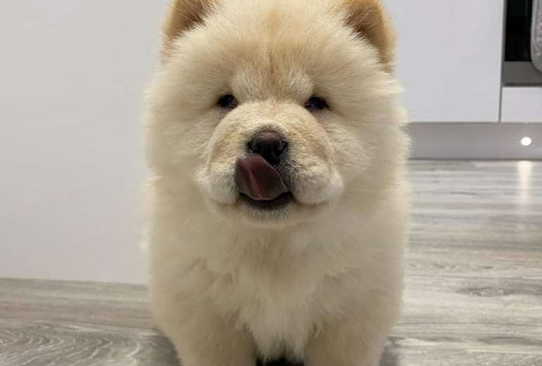 Chow Chow pups te koop