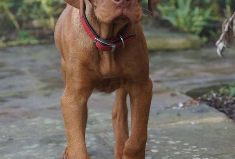 Te koop Vizsla pups nestje 10 totaal, Vizsla korthaar