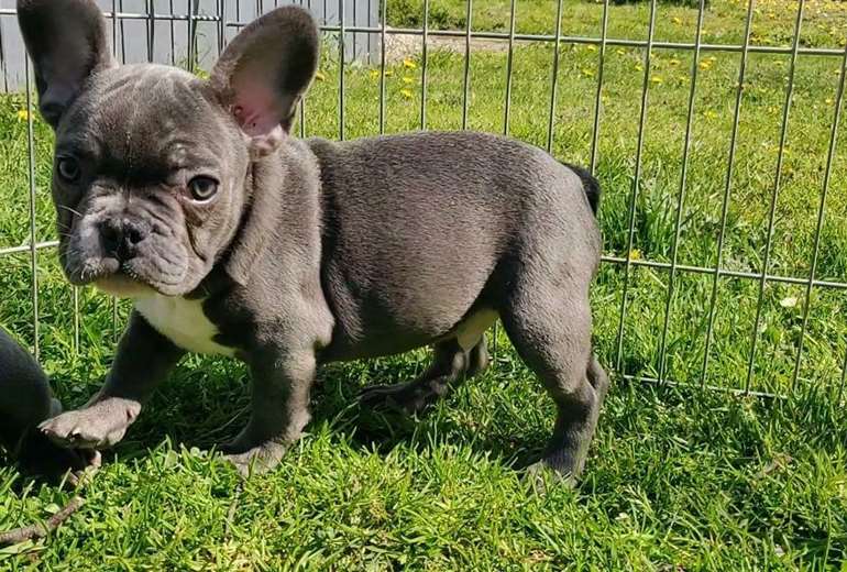 Te koop Wondermooie Franse Bulldog pups!, Franse Bulldog