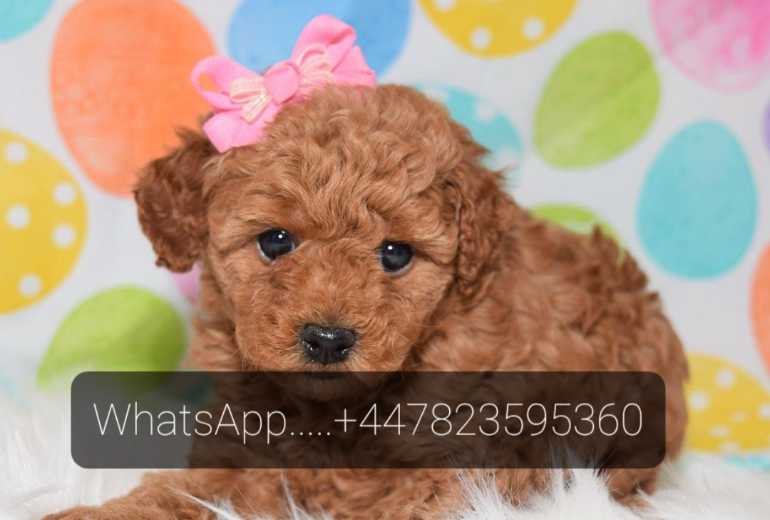 Toy Poedel-puppy's