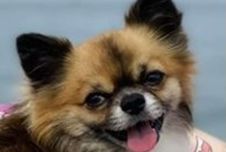 Prachtige Raszuivere Chihuahua Pups met Stamboom