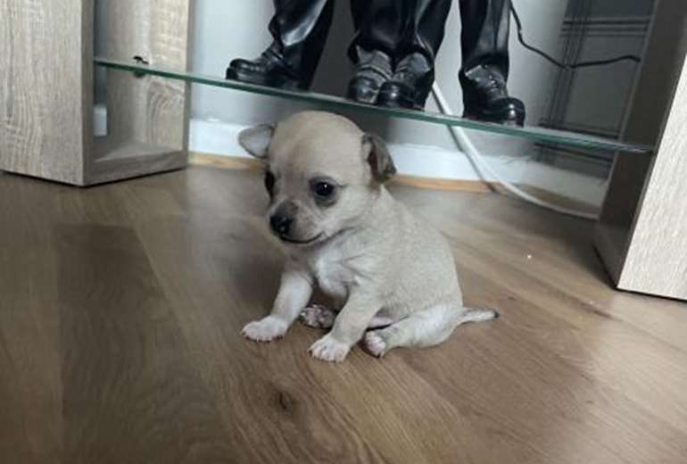 Foto van Kleine zilver/grijze chihuahua jongen pup, Chihuahua 