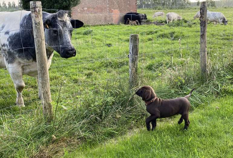 Te koop Duitse staande korthaar pup te koop, Duitse Staande Hond 