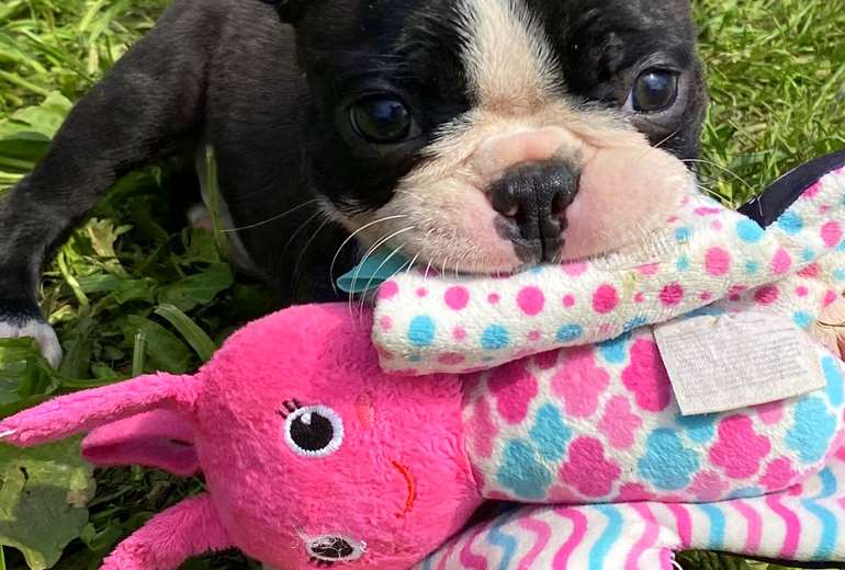 Boston Terrier puppy's te koop