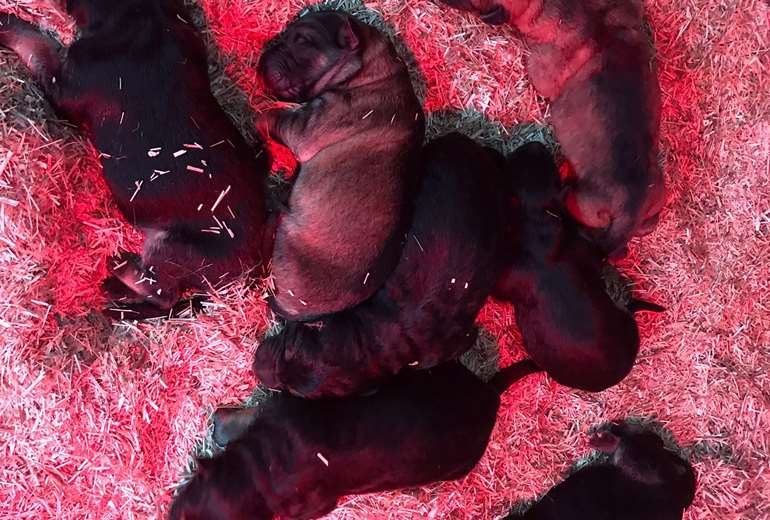 Prachtige Duitse Herder pups geboren