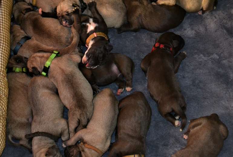 boerboelpups met stamboom te koop 