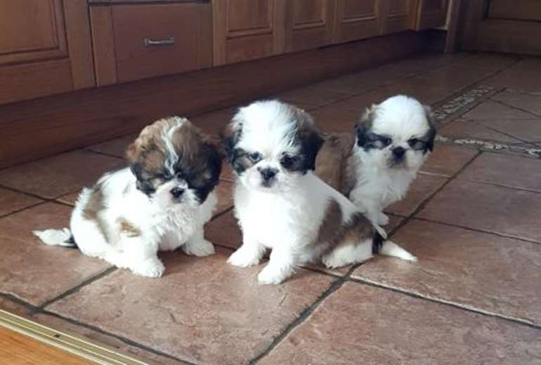 Foto van 4 prachtige shih tzu-puppy's, Shih Tzu