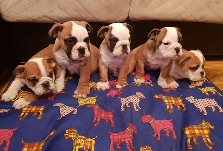 bulldog pup voor adoptie