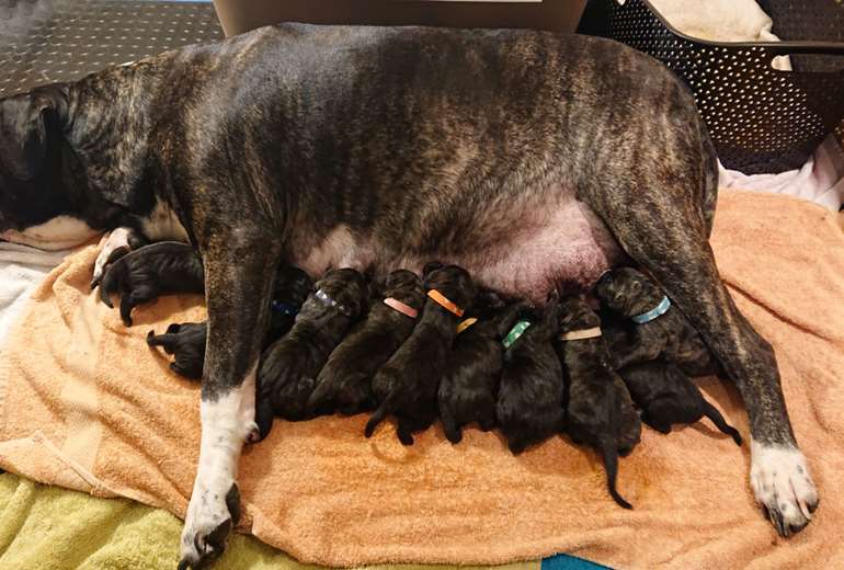 Te koop Geboren pups 13 dec 3 jongentjes en 7 meisjes, Perro de Presa Canario