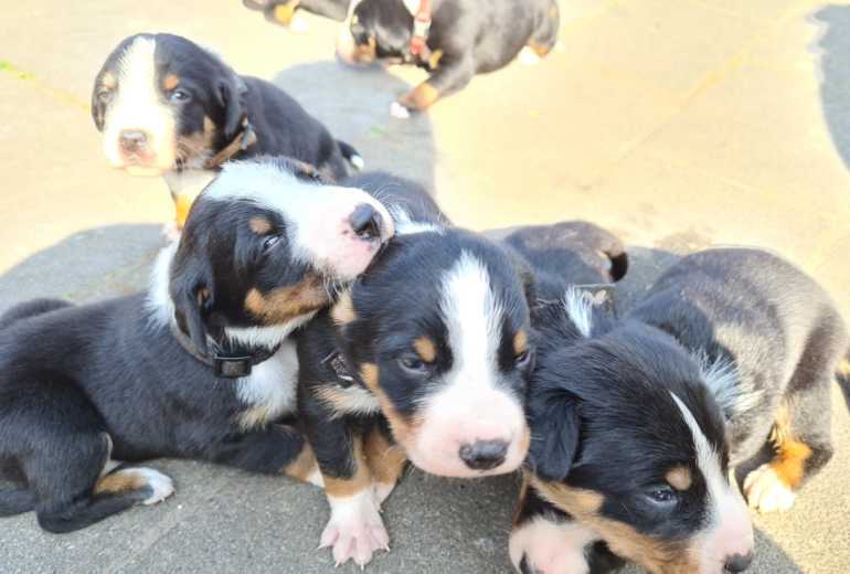 Appenzeller (Sennenhonden) pups te koop