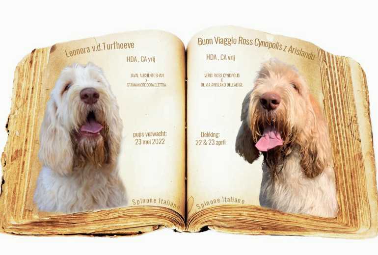 * SPINONE PUPS VERWACHT 23 MEI 2022 * :