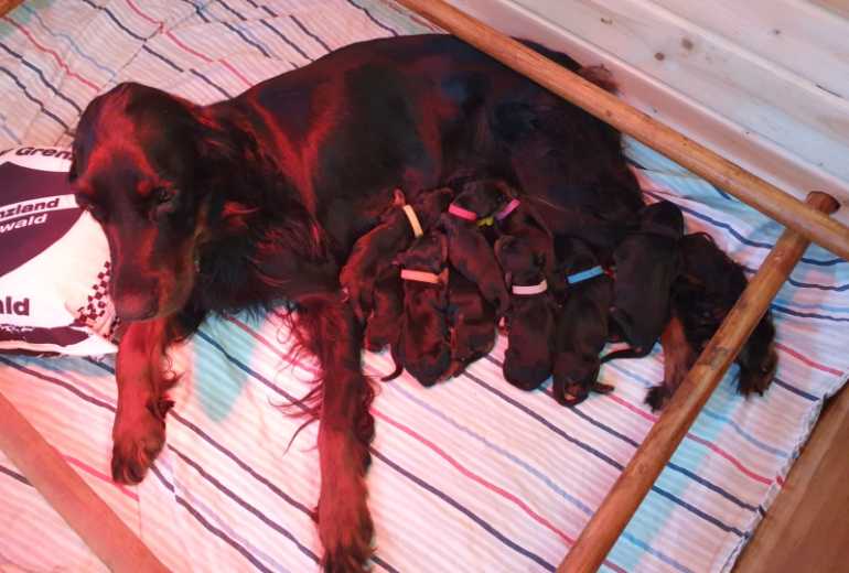 Gordon Setter pups