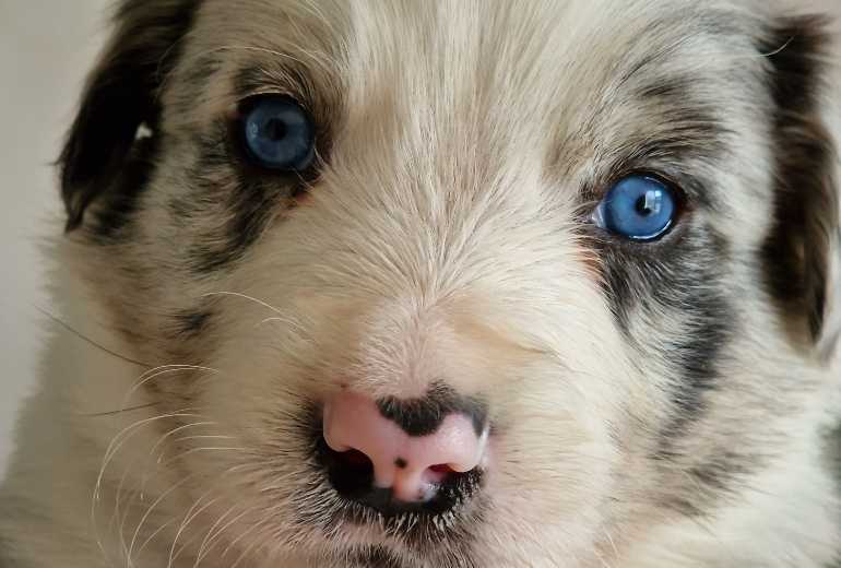 Blue merle kruising pup