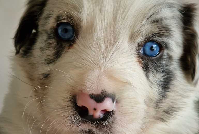 Te koop Blue merle kruising pup, Border Collie