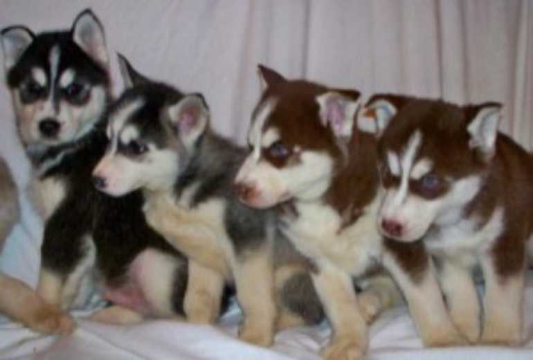 Siberische Huskies-puppy's voor herplaatsing