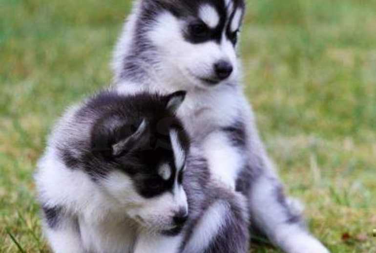 Raszuivere Siberische Husky-pups met volledige stamboom