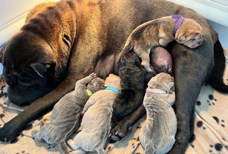 huurling Bloemlezing vervaldatum Te koop: Mooie Sharpei pups beschikbaar | Startpunthonden