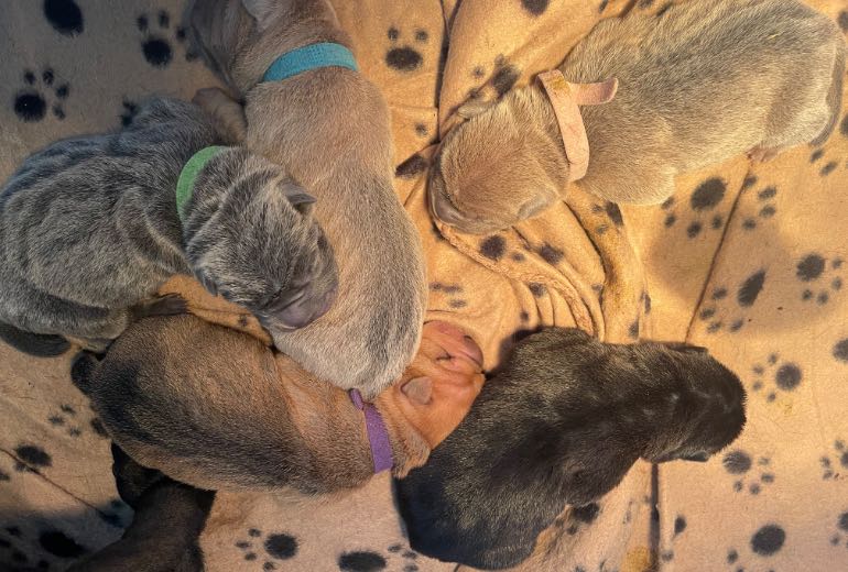 Mooie Sharpei pups beschikbaar