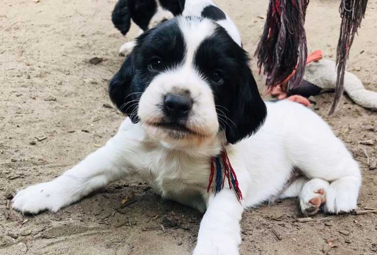 Te koop Stamboom Engelse Springer Spaniels uit toplijnen !, Engelse Springer Spaniel 