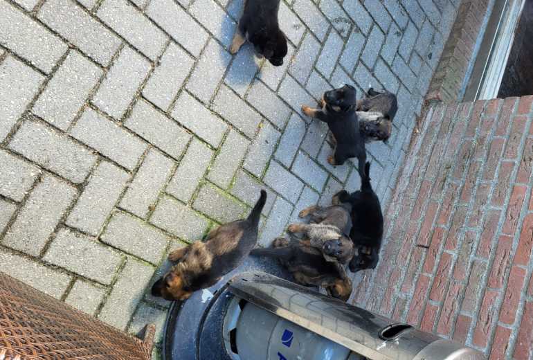 Mooie Duitse Herder pups