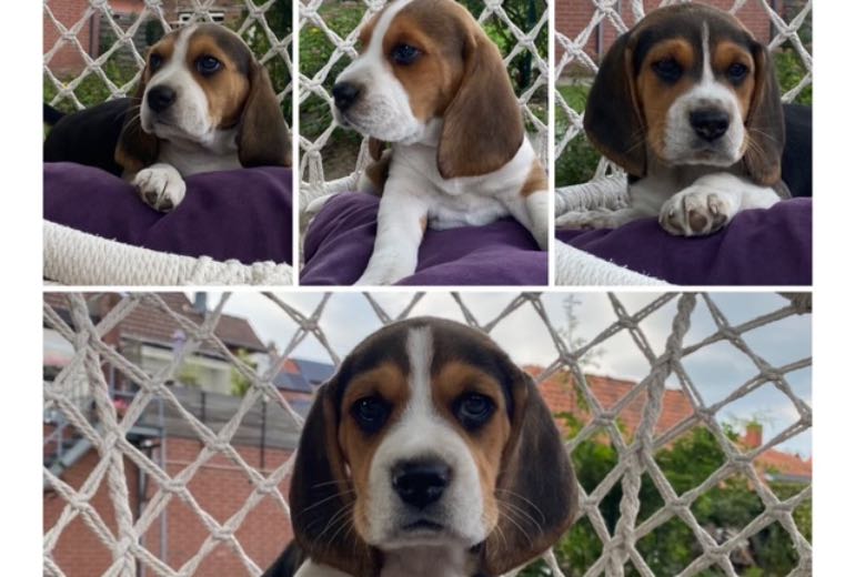 Beagle pups te koop