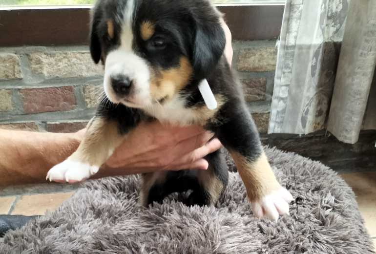 Te koop Grote Zwitserse Sennenpups, Grote Zwitserse Sennenhond