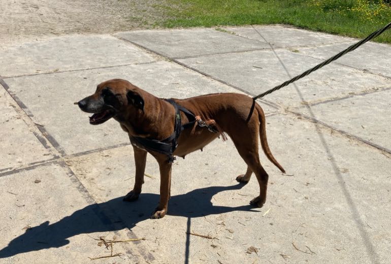 Wij zoeken een liefdevol huis voor onze Rhodesian Ridgeback