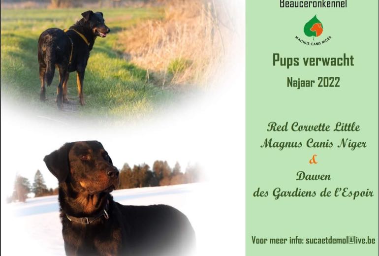 Beauceronpups verwacht rond 10 september