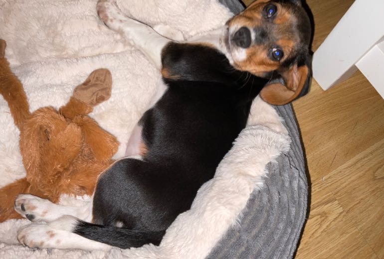 Foto van Beagle pupje meisje, Beagle