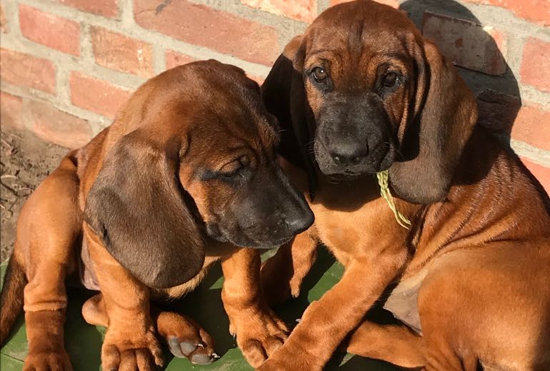 Beierse bergspeurhond pups te koop