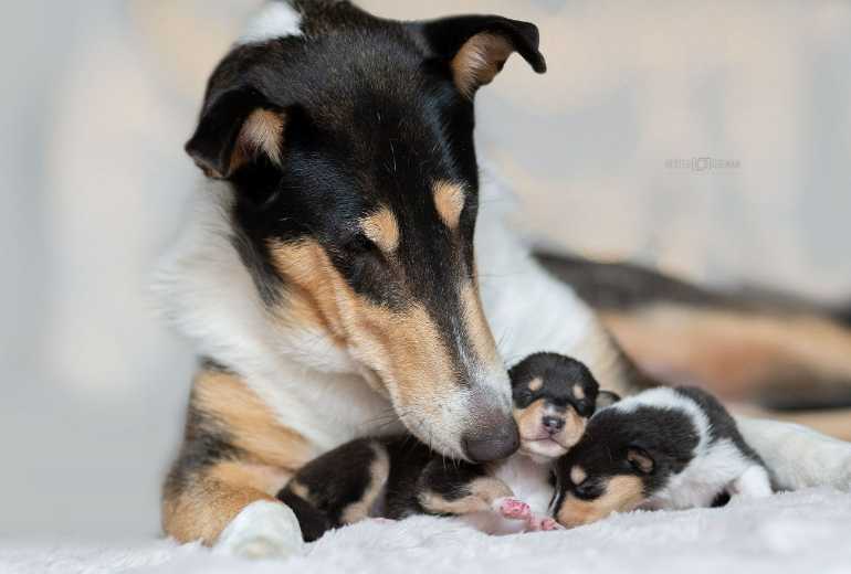 Prachtige korthaar collie pups zoeken nog een nieuw baasje