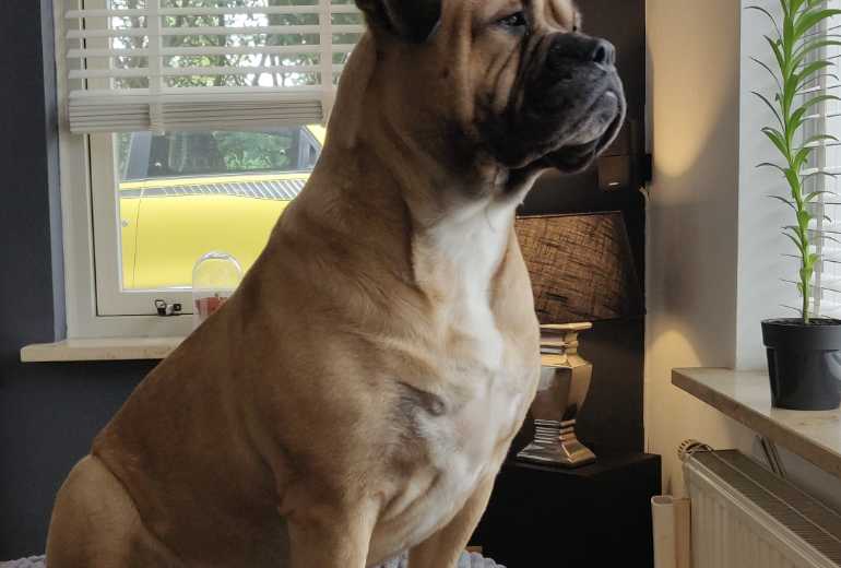 Te koop Mike, Amerikaanse Bulldog