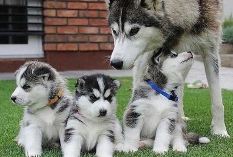 Te koop Siberische Husky-puppy's te koop +31620389839, Siberian Husky