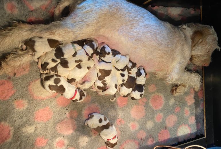 Spinone italiano pups