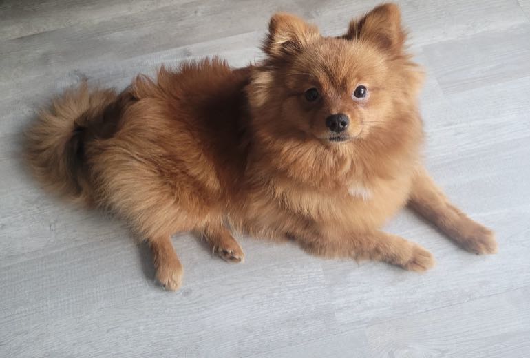 Pomeranian/Kleinkees