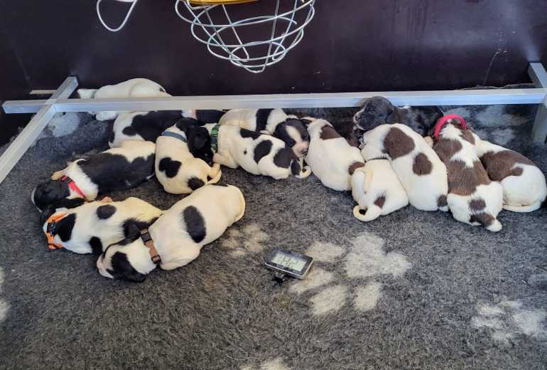 Te koop springer spaniel pups