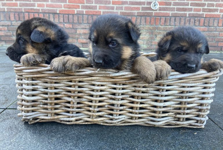 Duitse herder pups met stamboom